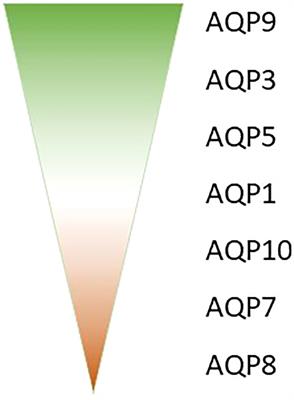 Aquaporins in sepsis- an update